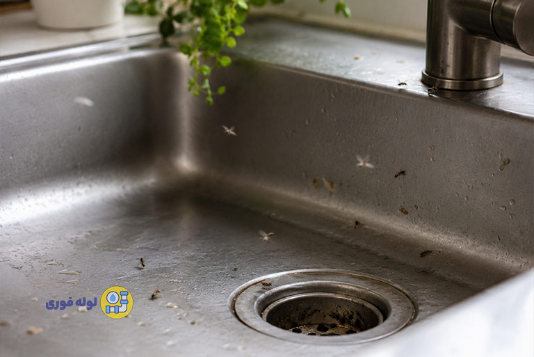 چرا بوی فاضلاب از سینک آشپزخانه می آید؟ Tiny insects around the sink